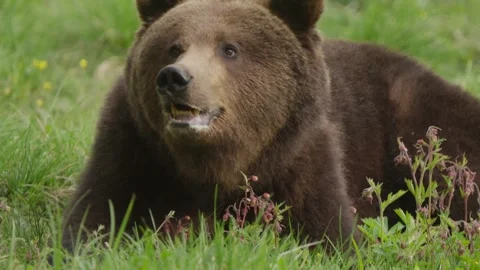 Large Eurasian Brown Bear Raises Its Head While Foraging in Grass Stock Footage 341302339