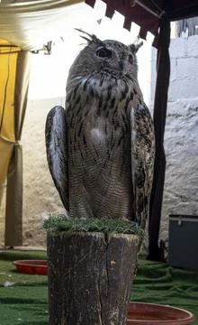 Large Eurasian eagle owl perched on a wooden stump with artificial grass in.. Stock Photos