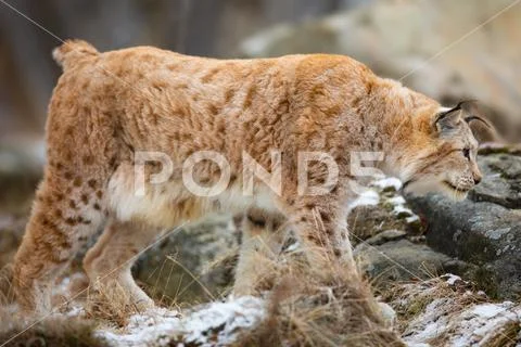 Large eurasian lynx walks in cold winter landscape Stock Photos