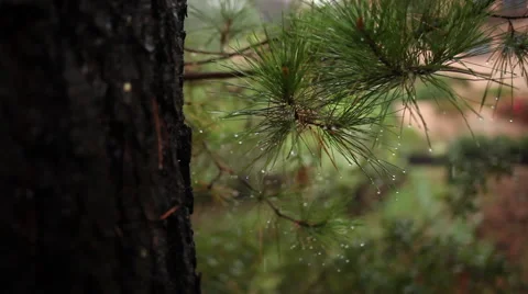 Large evergreen dripping on a rainy day Stock Footage 58631687