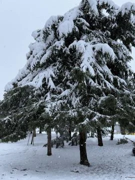 Large evergreen tree with branches and trunk covered in thick snow during win Stock Photos