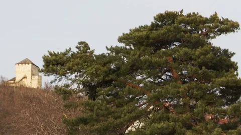 Large evergreen tree  waving in the wind Video stock 102361808