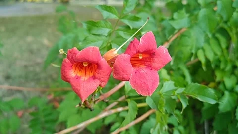 Large exotic flowers Video stock 343885364