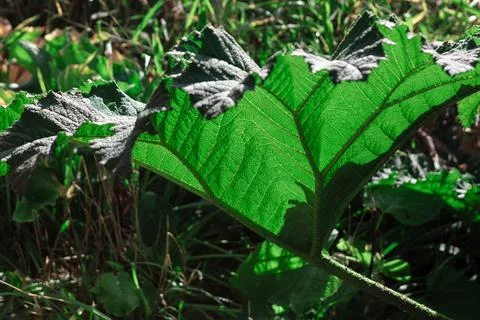 Large exotic green leaf Stock Photos