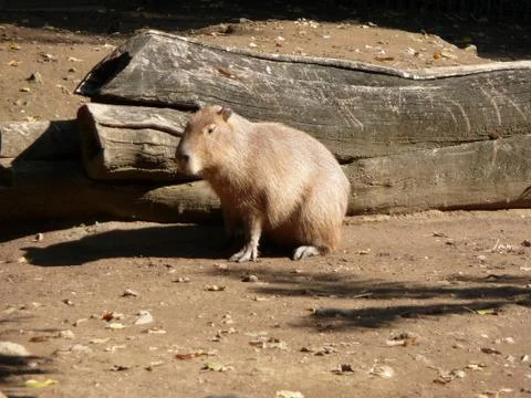 Large exotic rodent posing 스톡 사진