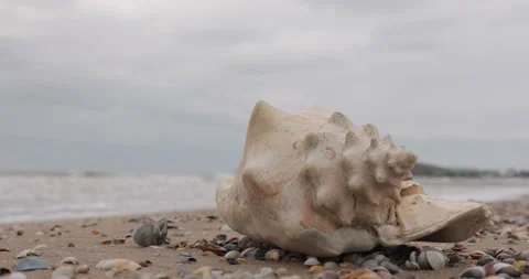 A large exotic shell  Stock Footage 201306828