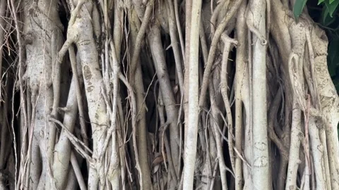 Large exposed tree roots and thick stems with textured bark Stock Footage 314098090