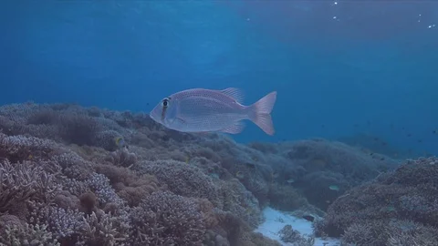 Large-eye Bream Stock Footage 79692494