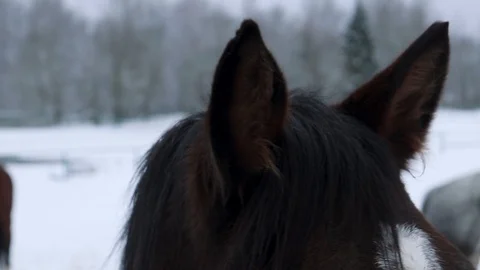 Large eyes and ears of a horse against a winter forest Vidéo 127360853