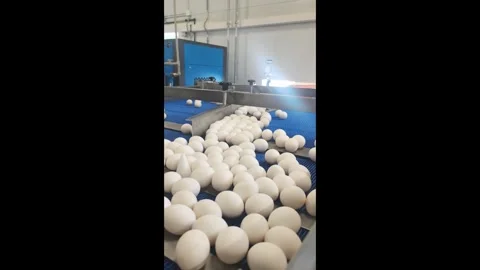 In a large facility, eggs are carefully processed as they travel along a moving 스톡 동영상 344837426