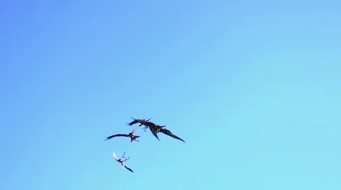 Large falcon bird flying in slow motion. wildlife animals background. hawk eagle Stockbeeldmateriaal 61371870