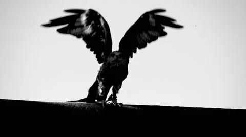 Large falcon bird flying in slow motion. wildlife animals background. hawk eagle Stock Footage 61371877