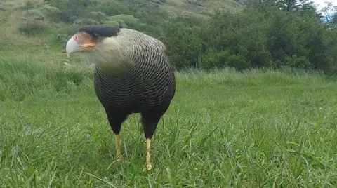 Large Falcon Staring Video stock 45141680