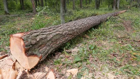 A large fallen cutted tree lies in the summer forest Stock Footage 75404068