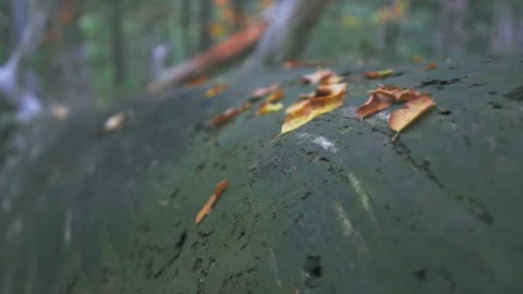 A large fallen dry tree with broken branches that looks like a rotten snag Stock Footage 143933238