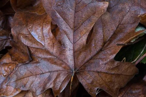 Large Fallen Leaf After Rain Stock Photos