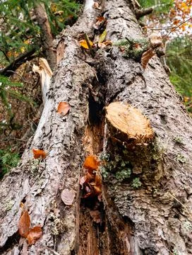 A large fallen tree in a beautiful forest among fallen leaves Stock-Fotos