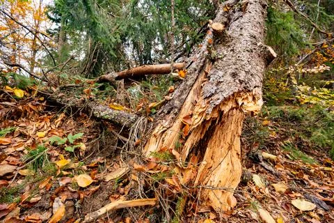 A large fallen tree in a beautiful forest among fallen leaves Stock Photos