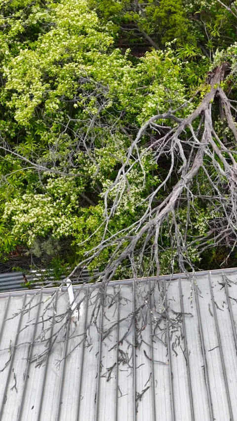 Large Fallen Tree Branch Resting on Metal Residential Roof After Storm Vídeos de archivo 325959219