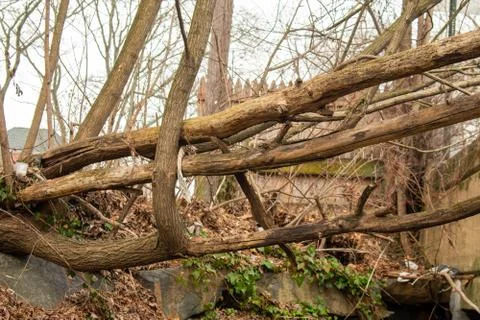 Large Fallen Tree Branches Suspended Over a Grassy Hill Stock Photos