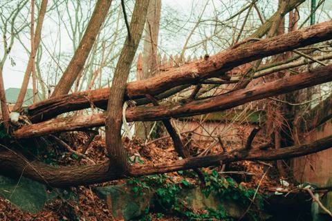 Large Fallen Tree Branches Suspended Over a Grassy Hill Stock Photos