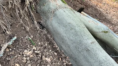 Large fallen tree with exposed roots and broken branches lying across a forest Stock Footage 333146288