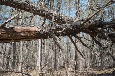 Large fallen tree in forest .. Fallen tree in the park after a storm Stock Photos
