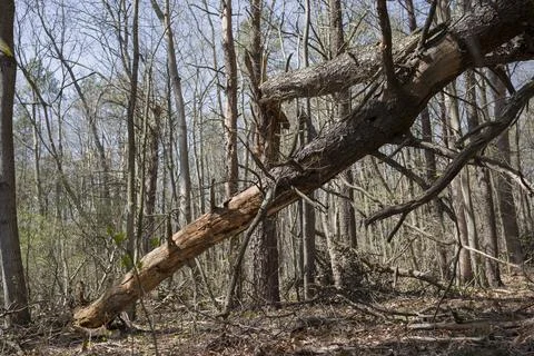 Large fallen tree in forest Stock Photos