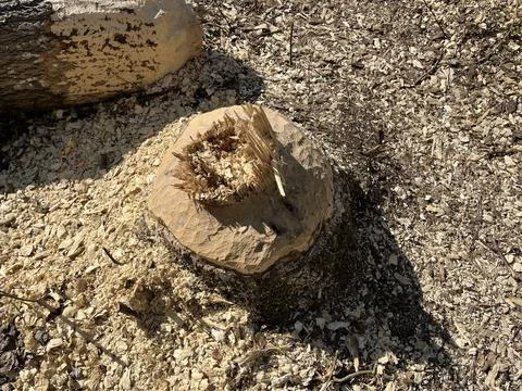 Large fallen tree gnawed by beavers in the forest near the river. Stock Photos