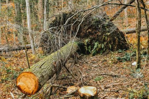 A Large Fallen Tree With Its Roots Pulled Up Foto stock