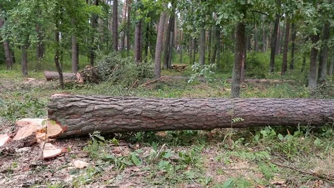 A large fallen tree lies in the autumn forest Stock Footage 75403914