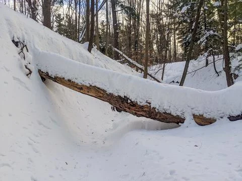 Large Fallen Tree Log Covered in Thick Snow Bridging Across Ravine in Forest Foto stock