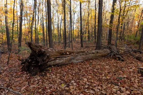 Large fallen tree log lying on ground covered in dry autumn leaves in forest Stock Photos