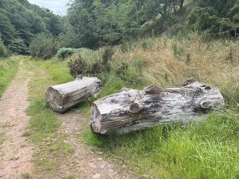 Large fallen tree logs lying naturally on forest ground after storm or decay Stock Photos