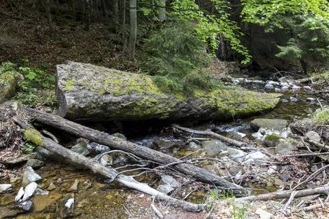 A large fallen tree in the middle of a mountain stream Stock Photos