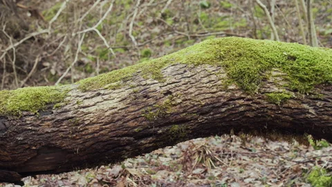 A large fallen tree in an old forest. The trunk is overgrown with green moss. Stock Footage 289395398