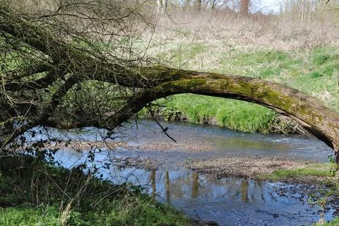 Large  fallen tree  over river Stock Photos