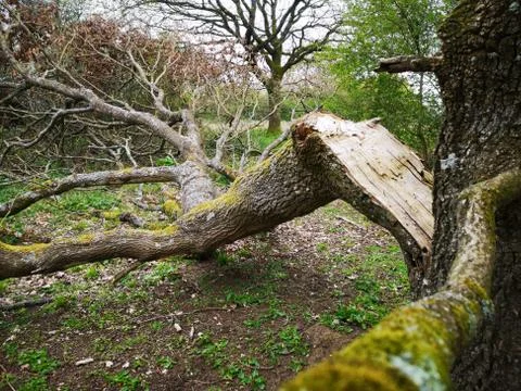 Large Fallen Tree Stock Photos