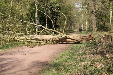 Large Fallen Tree. Stock Photos