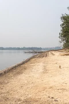 A large fallen tree on the sand at the edge of the Guarapiranga dam vertical. Stock Photos
