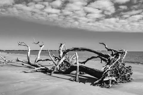Large fallen tree in the sand Stock Photos