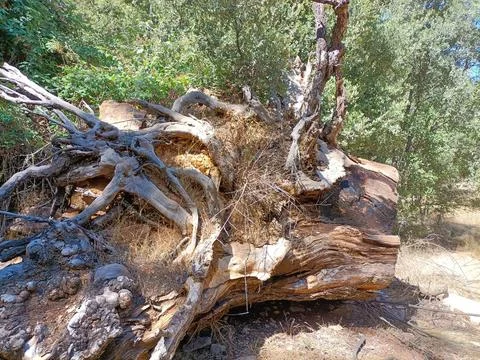Large fallen tree showing exposed roots decaying in the forest Stock Photos