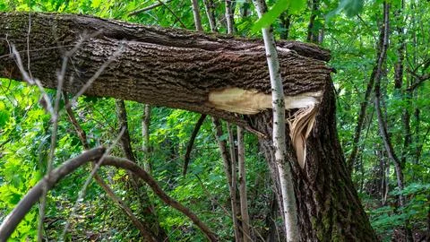 Large fallen tree trunk broken in green summer forest Stock Photos
