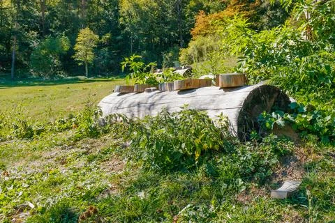 Large fallen tree trunk with cut wooden blocks surrounded by green vegetati.. Stock Photos