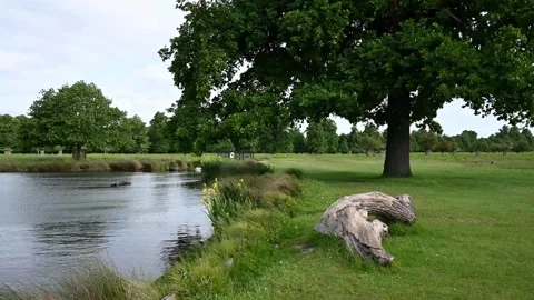 Large fallen tree trunk laying near the edge of water Stock Footage 253741317