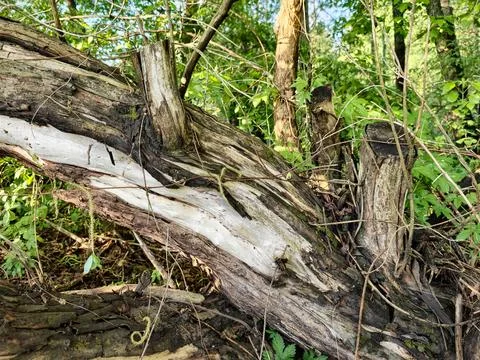 A large fallen tree trunk lies on the ground. Green plants grow around it in  Fotos Stock