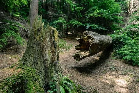 A large, fallen tree trunk is resting in the middle of a forest Stock Photos