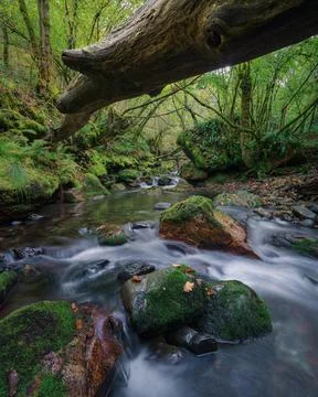 Large fallen tree trunk runs through a stony stream Stock Photos
