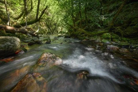 Large Fallen Tree Trunks on both Banks of a River Stock Photos