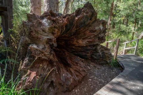 A large fallen tree in the Valley of the Ancients near Walpole and Denmark Stock Photos